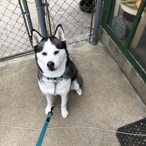 Meet your Posher, Forest